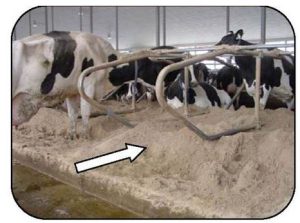 Installer Des Logettes Pour Un Levage De Vaches Liti Re Copeaux De Bois Liteor