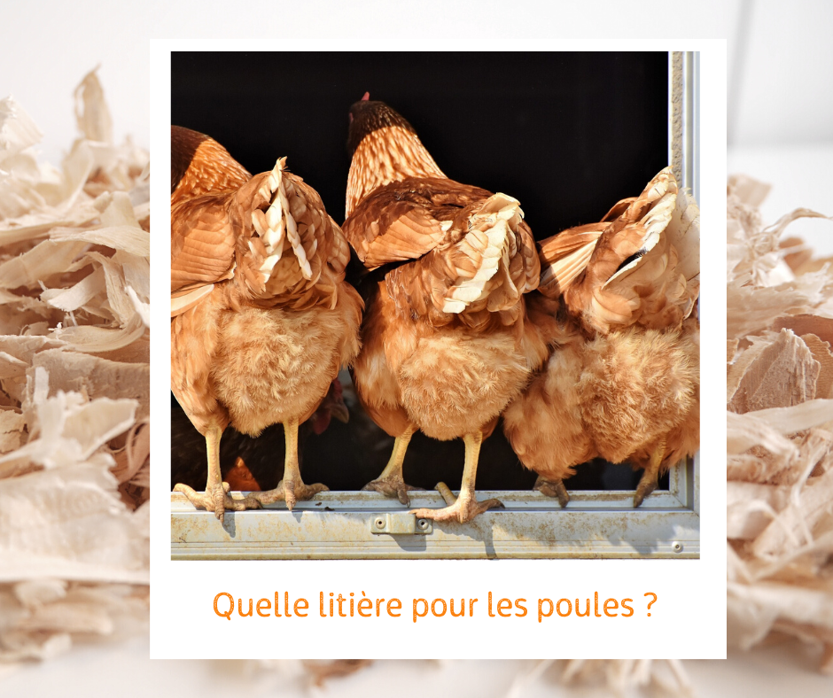 Utiliser la sciure de bois dans un poulailler - Poulorama - tout sur les  poules