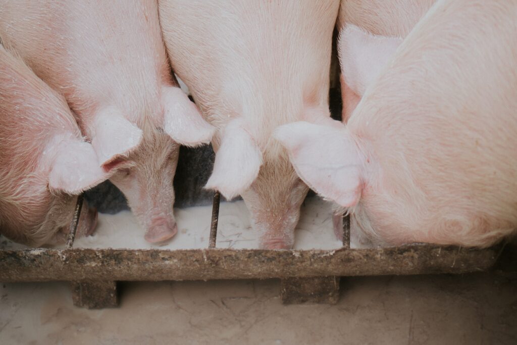 Aménager un élevage porcin mangeoires