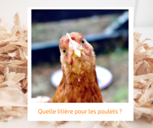 Lire la suite à propos de l’article Quelle litière pour les poulets ?