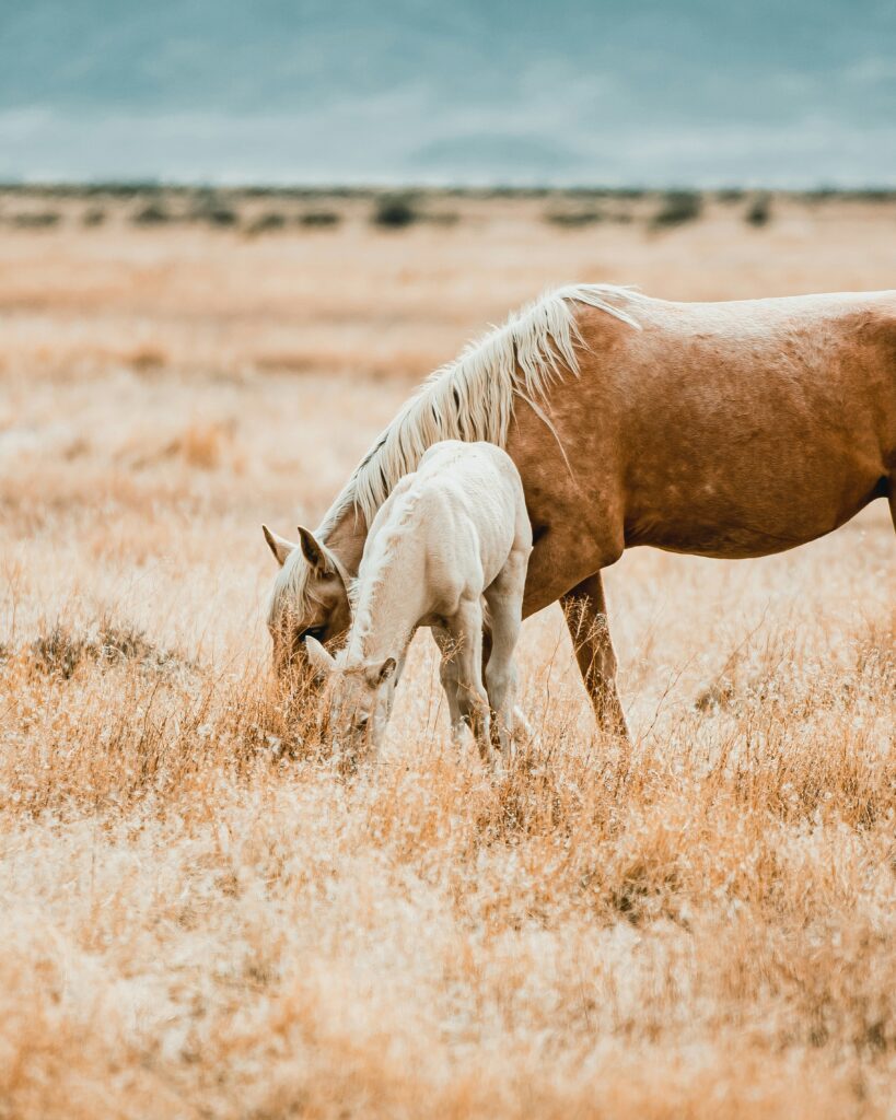 Litière copeaux dépoussiérés : élevage chevaux