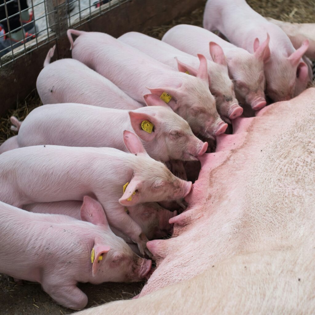 Réduire la poussière en élevage élevage porcs
