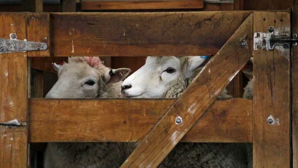 Réduire la poussière en élevage moutons