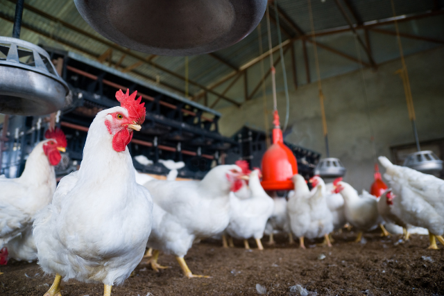 Bien-être animal en élevage avicole