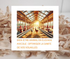 Lire la suite à propos de l’article Bien-être animal en élevage avicole : Optimiser la santé de vos volailles