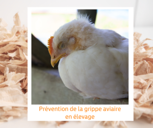 Lire la suite à propos de l’article Prévention de la grippe aviaire en élevage : Rôle de la litière et bonnes pratiques