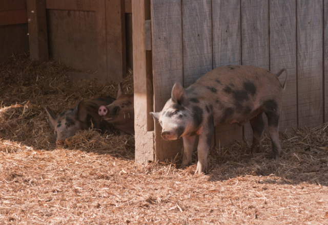 Aménagement d’élevage porcin durable - Bien-être animal