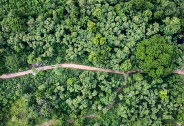 impact environnemental de la litière en copeaux de bois est renforcé par sa fabrication à partir de matériaux recyclés issus du rabotage ou de la transformation du bois