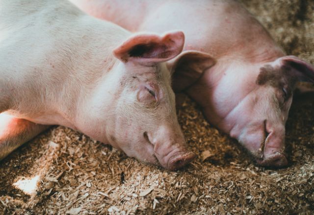 Impact de la litière compostable sur le bien-être animal et la productivité