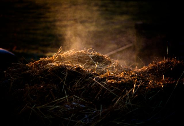 Bonnes pratiques pour optimiser l’utilisation d’une litière compostable en élevage porcin