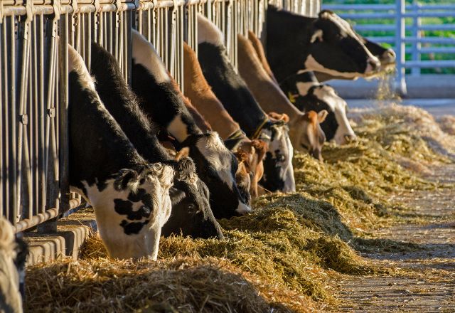 Parmi les solutions disponibles, les copeaux de bois dépoussiérés pour élevage bovin se distinguent par leurs nombreux atouts.